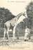 CPA FRANCE 75005 "Paris, Girafe" / JARDIN DES PLANTES / ZOO