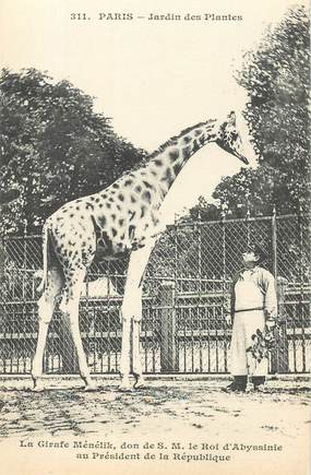 CPA FRANCE 75005 "Paris, Girafe" / JARDIN DES PLANTES / ZOO