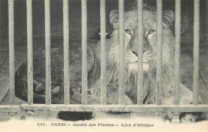 CPA FRANCE 75005 "Paris, Lion" / JARDIN DES PLANTES / ZOO