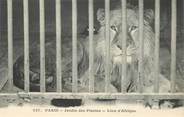 75 Pari CPA FRANCE 75005 "Paris, Lion" / JARDIN DES PLANTES / ZOO