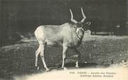 75 Pari CPA FRANCE 75005 "Paris, Antilope" / JARDIN DES PLANTES / ZOO