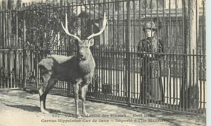 CPA FRANCE 75005 "Paris, Cerf" / JARDIN DES PLANTES / ZOO