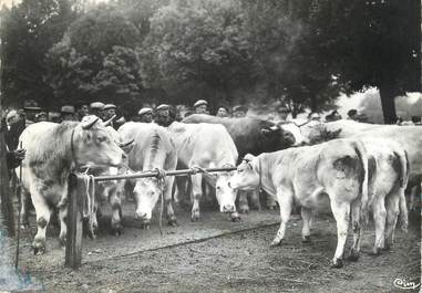 / CPSM FRANCE 71 "Charolles, spécimen de la race Charollaise"