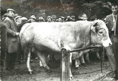 / CPSM FRANCE 71 "Charolles, spécimen de la race Charollaise "