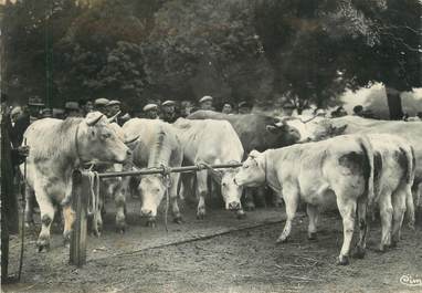 / CPSM FRANCE 71 "Charolles, spécimen de la race Charollaise, un jour de marché"