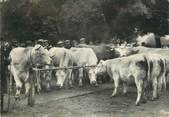 71 SaÔne Et Loire / CPSM FRANCE 71 "Charolles, spécimen de la race Charollaise, un jour de marché"