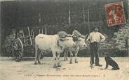 58 Nievre / CPA FRANCE 58 "Paysan Morvandiau" / VACHES / ATTELAGE