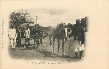 CPA MADAGASCAR / Diégo Suarez, attelage de mulets