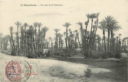 CPA MAROC / Marrakech, la palmeraie