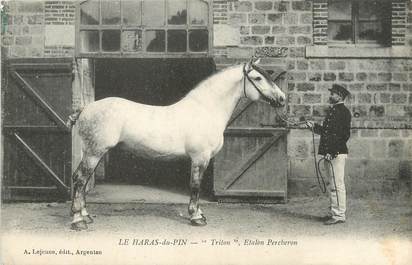 / CPA FRANCE 61 "Haras du Pin, Triton, étalon Percheron"