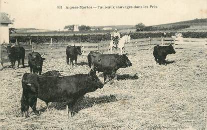 / CPA FRANCE 30 "Aigues Mortes, taureaux sauvages dans les prés"