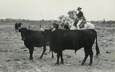 / CARTE PHOTO FRANCE 13 "Manade de Taureaux en Camargue"