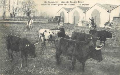 / CPA FRANCE 13 "En Camargue, manade Franco Russe"