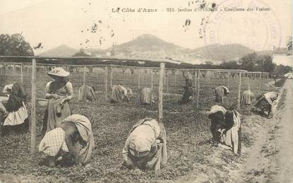 CPA FRANCE 83  "Hyères, la cueillette des fraises"