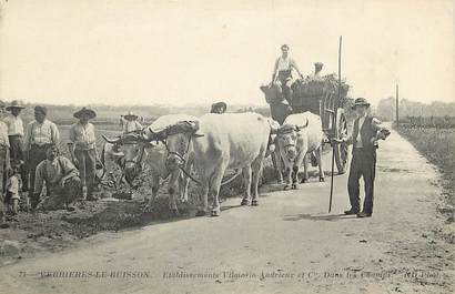 CPA FRANCE 91 "Verrières le Buisson, Etablissements Vilmorin Andrieux et Cie" / Attelage de boeufs