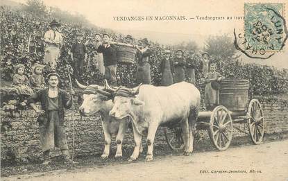 CPA FRANCE 71 "Vendanges en Maconnais, vendangeurs au travail" / ATTELAGE