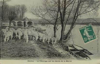 / CPA FRANCE 77 "Chelles, la pâturage sur les bords de la Marne"