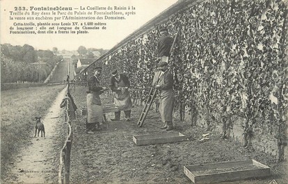 / CPA FRANCE 77 "Fontainebleau, la cueillette du raisin "