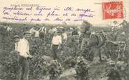 Theme CPA LES VENDANGES / ALCOOL