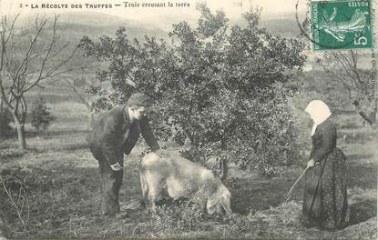 CPA La Récolte des Truffes / COCHON