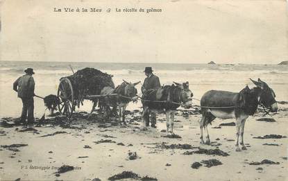 / CPA FRANCE 44 "La vie à la mer, la récolte du Goëmon" / ÂNE