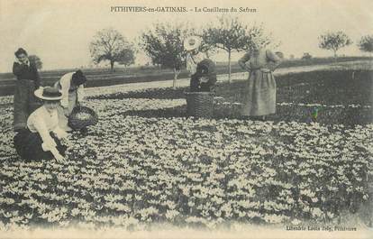 CPA FRANCE 45 "Pithiviers en Gatinais, la cueillette du Safran"