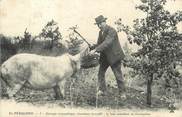 24 Dordogne / CPA FRANCE 24 "Groupe sympathique cherchant la truffe"  / COCHON