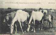 13 Bouch Du Rhone / CPA FRANCE 13 "Saintes Maries de la Mer, chevaux Carmargues"