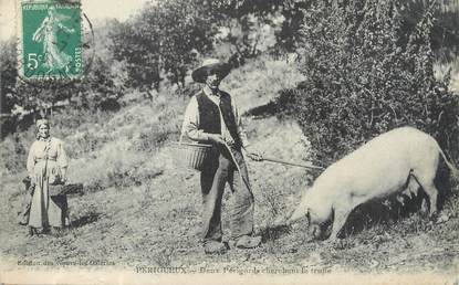 / CPA FRANCE 24 "Périgueux, deux périgords cherchant la truffe" / COCHON