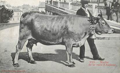  CPA FRANCE 12 "Vache de la race d'Aubrac"