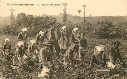 CPA FRANCE 22 "Plougastel Daoulas, la cueillette des Fraises"