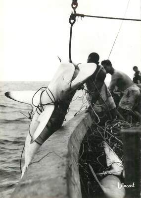      CPSM MALI "la Pêche aux requins"