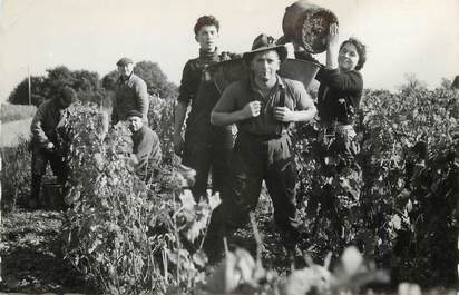 CPSM FRANCE 37 "Les Vendanges en Touraine"