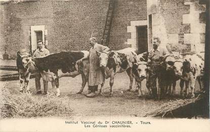 .CPA  FRANCE 37 " Tours, Institut  Vaccinal du Docteur  Chaunier, Les génisses vaccinifères"/VETERINAIRE