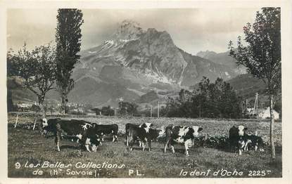 .CPSM  FRANCE 74 "Oche, La dent d'Oche"/VACHE