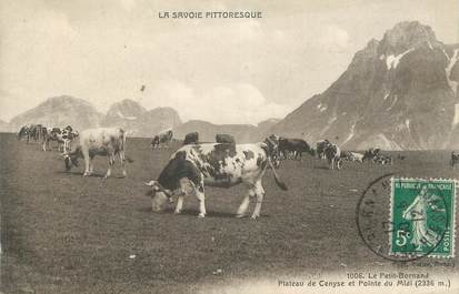 .CPA FRANCE 74 "Le Petit Bornand, Plateau de Cenyse et Pointe du Midi"