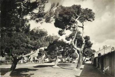 CPSM FRANCE 83 " Hyères, la grande place sous les pins"