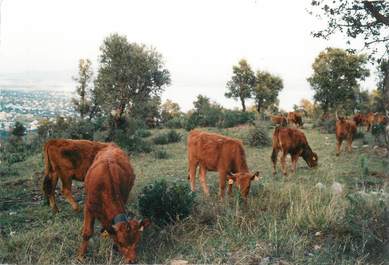 CPSM FRANCE 83 " Les Issambres, le Massel"