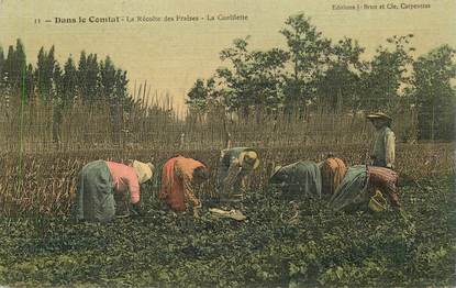   CPA FRANCE 84 "Dans le Comtat, la récolte des fraises, la cueillette"