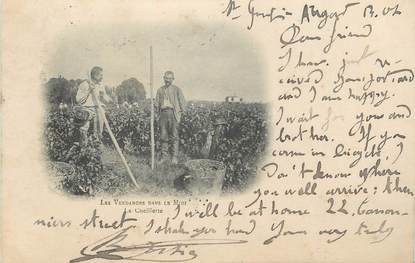 . CPA FRANCE 33 "Les vendanges dans le midi, la cueillette"/ FOLKLORE