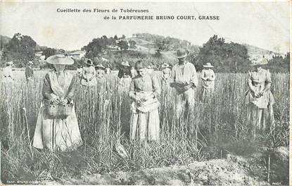 CPA FRANCE 06 "Grasse, cueillette des fleurs de Tubéreuses de la Parfumerie Bruno Court"