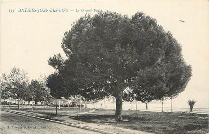 .CPA FRANCE 06 "Antibes-Juan les Pins, Le grand pin"