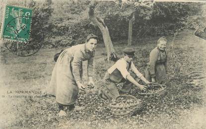 .CPA FRANCE 14  "Scènes de la vie Normande, La cueillette des pommes" / FOLKLORE