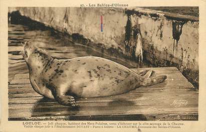 .CPA FRANCE 85 "Les Sables d'Olonne, Loulou phoque échoué sur la côte de la Chaume"