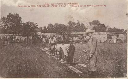 .CPA FRANCE 21 "Beaune, Domaine de Mr Bouchard,  mise des greffes en pépinières"