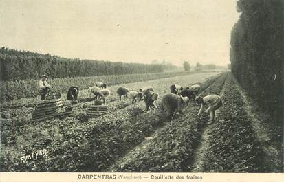 .CPA  FRANCE 84 " Carpentras, Cueillette  des fraises"