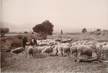  PHOTO ORIGINALE  /  FRANCE 13  "Valabre", moutons et berger"