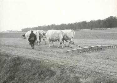 PHOTO ORIGINALE / FRANCE 28 "En Beauce, attelage " / AGRICULTURE