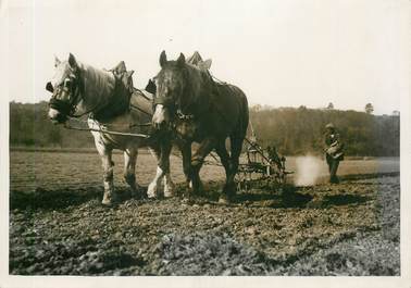 PHOTO ORIGINALE /  FRANCE 45 "Vannes sur Cosson, attelage" / AGRICULTURE