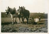 France PHOTO ORIGINALE /  FRANCE 45 "Vannes sur Cosson, attelage" / AGRICULTURE